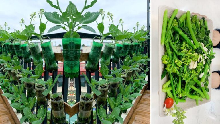 Dieser einfache Trick verwandelt deinen kleinen Garten in eine kulinarische Oase…