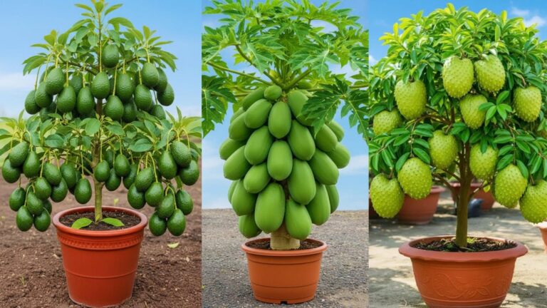 Dieser vergessene Trick lässt deine Avocado und Mango in Rekordzeit sprießen …