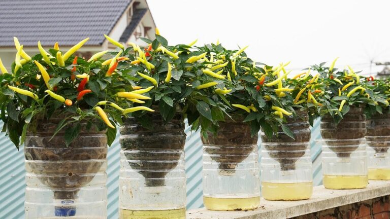 Diese kreative Methode verwandelt jeden Balkon in ein Chili-Paradies …
