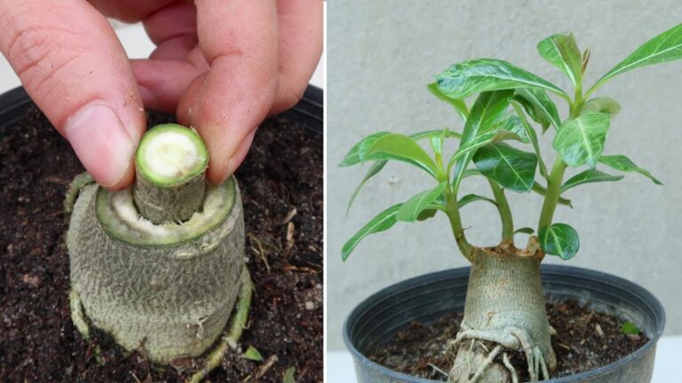 Dieser einfache Trick verwandelt deine Adenium-Pflanze in einen wahren Blütenstar …