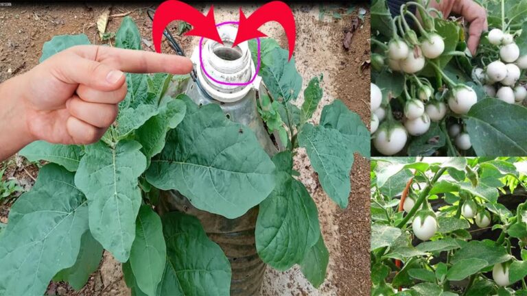 Diese geniale Methode verwandelt Küchenabfälle in prächtige Auberginen im eigenen Garten…