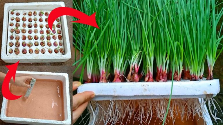 Diese einfache Methode verwandelt dein Zuhause in ein Zwiebel-Paradies…