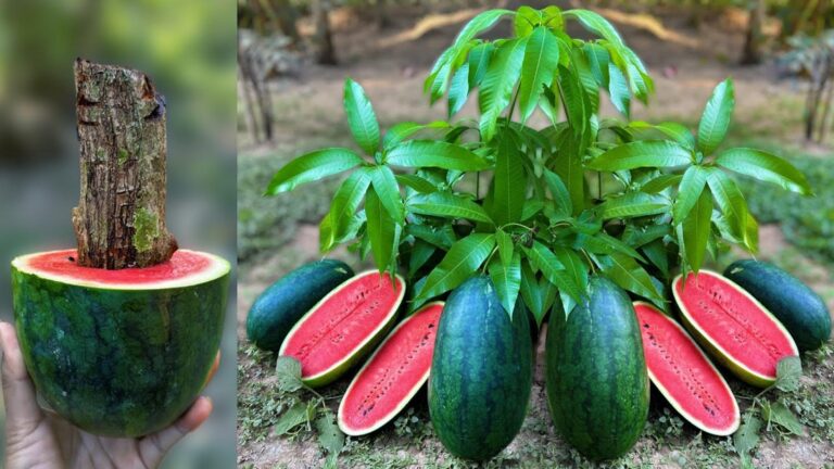 Dieser vergessene Trick verwandelt Wassermelonen in Mangobäume – so einfach geht’s…