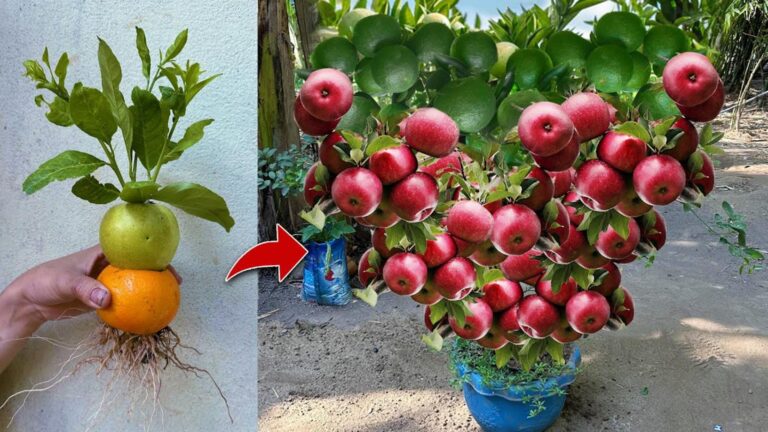 Ein alter Trick, der deine Obstbäume verwandelt: Orangen und Äpfel einfach verpflanzen…