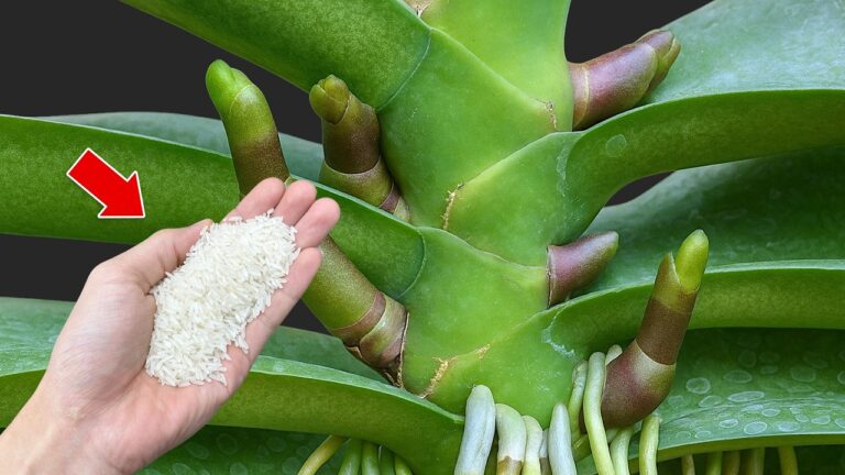 5 einfache Schritte für wie du deine Orchidee zum Blühen bringst!