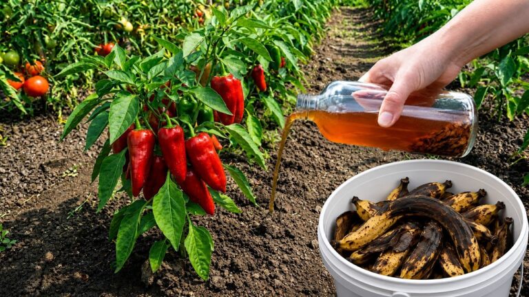 6 Geheimtipps für mehr Tomaten und Paprika aus Bananenschalen!