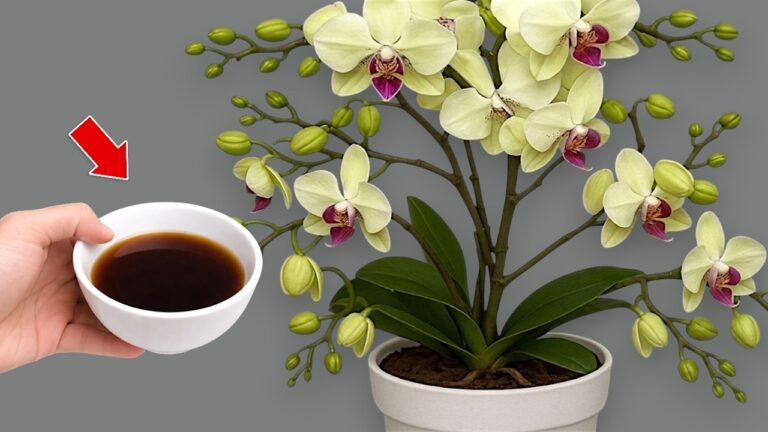 5 Tipps, wie eine Flasche deine verwelkte Orchidee zum Blühen bringt