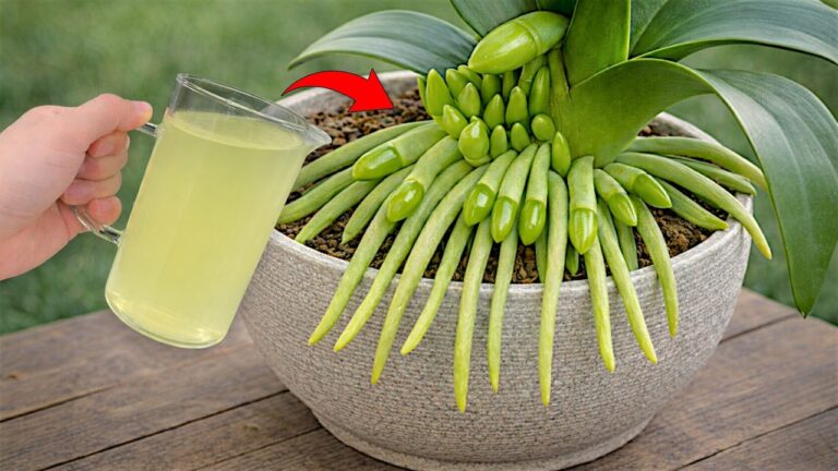 7 einfache Schritte: So blühen deine Orchideen mit Zitrone für immer!