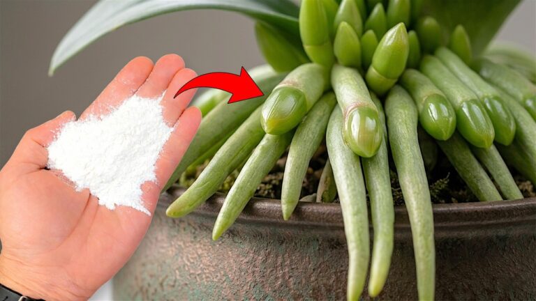 5 Tipps für die Pflege von Orchideen: Neue Wurzeln und Blüten im Handumdrehen!