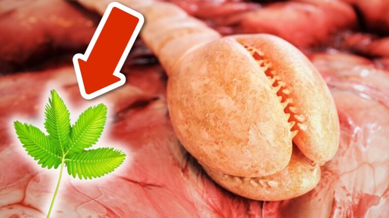 Kaue dieses Kraut: 5 einfache Wege, um Wurmprobleme zu lösen!