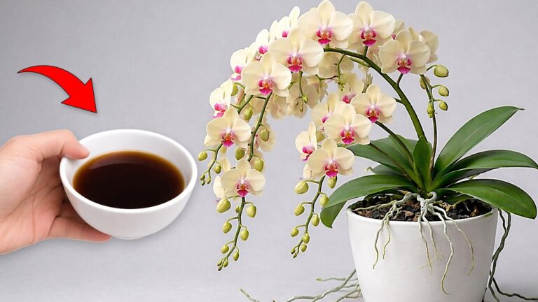 Orchideen: 4 Jahreszeiten voller Blüten und der perfekte Kaffee dazu!