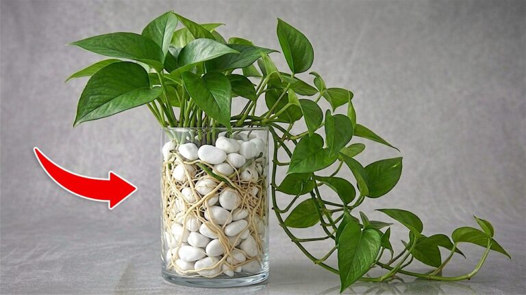 Entdecke 1 geniale Methode für Pothos: Schneller Wurzelwachstum und mehr Blüten!