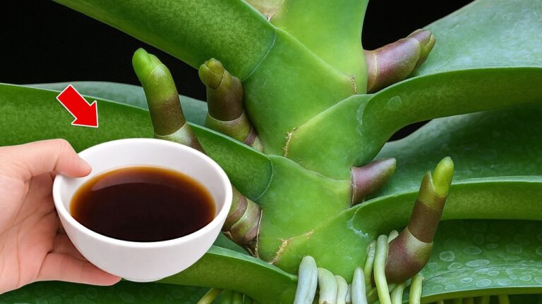 7 Tipps für gesunde Orchideen: Woche für Woche neue Wurzeln und Blüten entdecken!