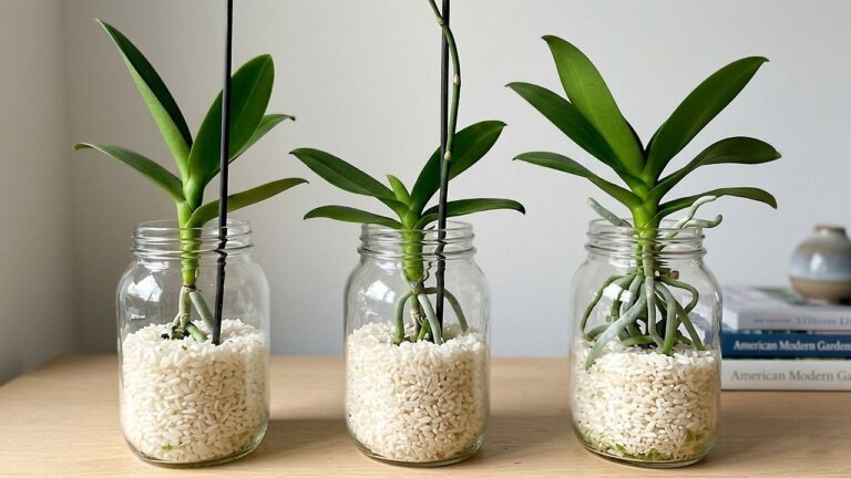 Orchideenpflege: 5 Tipps für Wurzelwachstum und ganzjährige Blütenpracht!