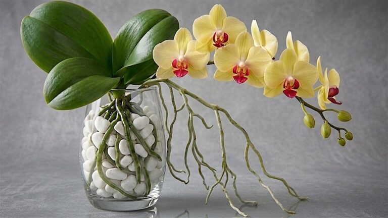 5 Tipps für gesunde Orchideen: Schnell Wurzeln schlagen und mehr Blüten erleben!