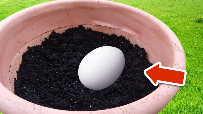 Entdecke 7 Gründe, warum du ein Ei in Blumenerde vergraben solltest! ✨