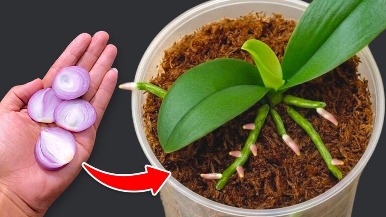 Mit nur 1 Flasche neue Wurzeln für deine Orchidee und ganzjährige Blütenpracht entdecken!