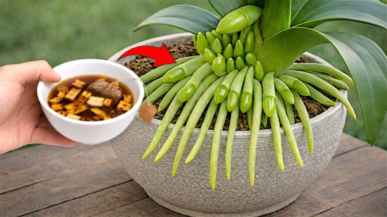 Blühende Orchideen: 5 Tipps für viele neue Blüten das ganze Jahr!