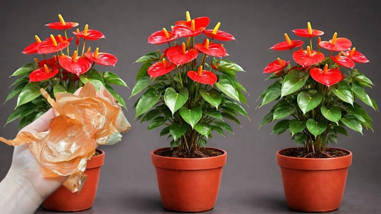 7 Tipps für das schnelle Wachstum von Anthurium mit ganzjähriger Blütenpracht