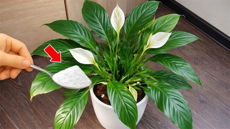 1 Teelöffel für dein Spathiphyllum – So blüht selbst ein verwelktes Blatt auf!