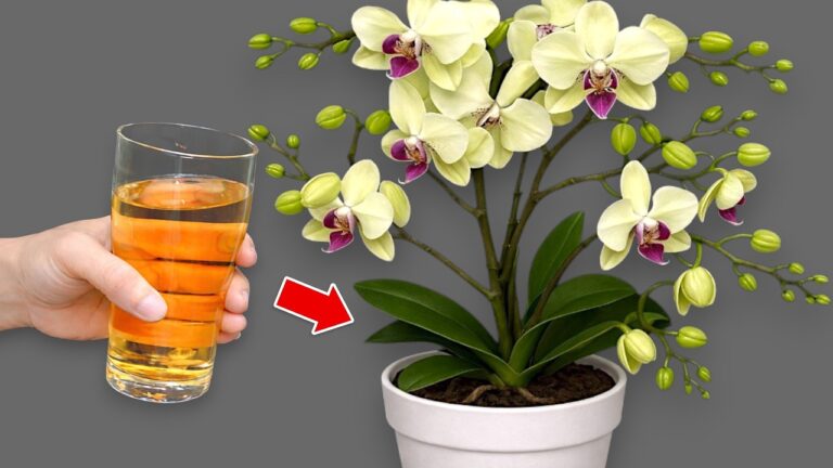 5 einfache Schritte für ganzjährige Orchideenblüte mit nur 1 Anwendung!