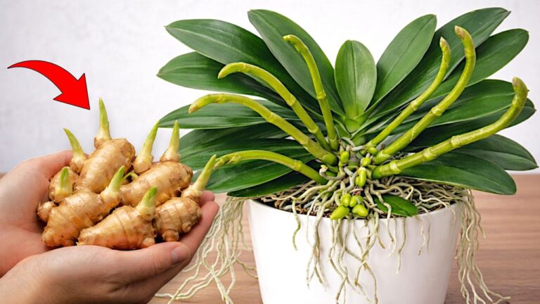5 Tipps, wie Ingwer deiner Orchidee hilft, Kälte zu trotzen und starke Wurzeln zu entwickeln