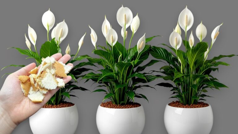Bring 5x mehr Blumen mit Brot auf deine Pflanzen – so einfach funktioniert’s!