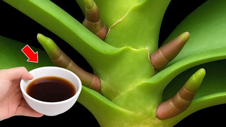 Entdecke 1 Cup Orchideenpflege für 1001 Wurzeln und blitzschnelle Blüten!