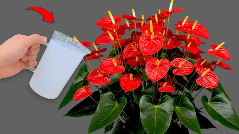 1 Glas für 1000 Blumen – So einfach bringst du jede Pflanze zum Blühen!
