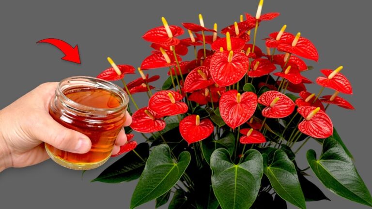7 Tipps für jeden Monat: Erblühen Sie mit 1 Tasse Blumen pro Woche!