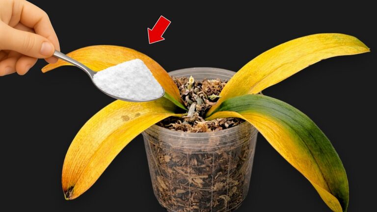 1 Löffel für gesunde Orchideen: So blühen sie das ganze Jahr über!