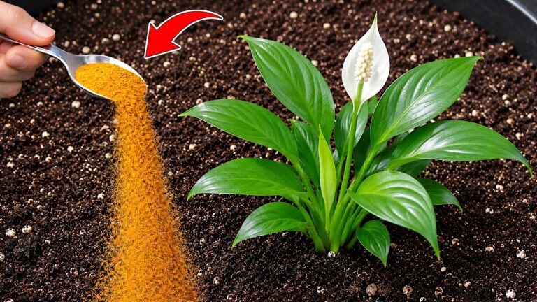 1 Glas und 10 magische Blumen – So einfach kannst du jeden Planzen zum Blühen bringen!