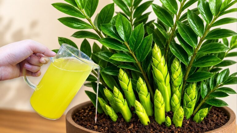 7 wichtige Tipps für die Pflege deiner ZZ Pflanze – So bleibt sie gesund!