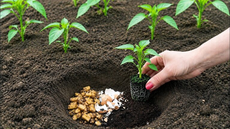 5 geniale Tipps für größere Paprika-Erträge – entdecke den Geheimtrick!