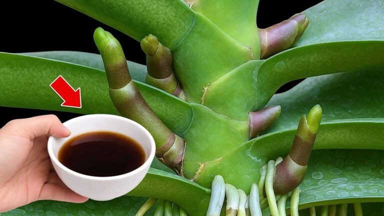 7 Tipps für üppige Orchideen: So blühen sie jede Woche aufs Neue!