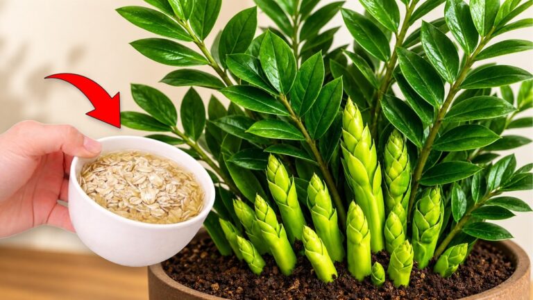 1 Löffel für die perfekte Zamioculcas: So wächst deine Pflanze schnell und gesund!