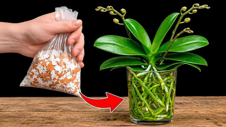 5 Schritte: So züchtest du Orchideen mit Eierschalen und Reis in Wasser!