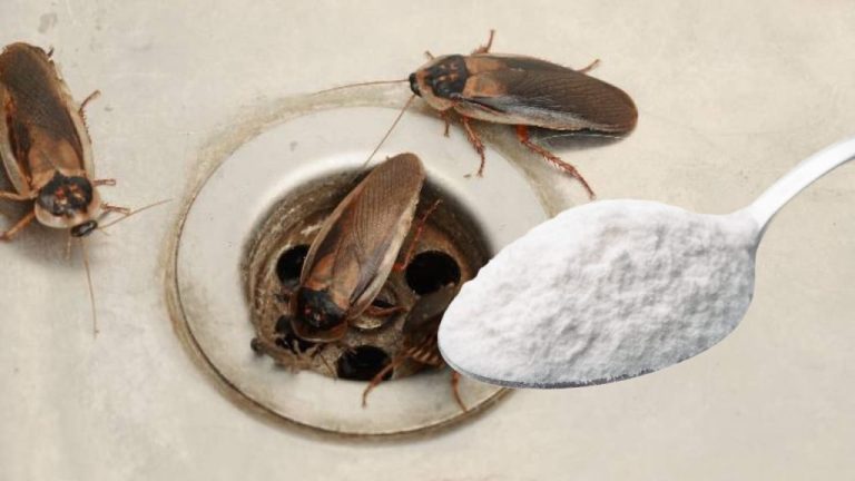 Kakerlaken loswerden: Mit einem einfachen Trick verschwinden sie für immer