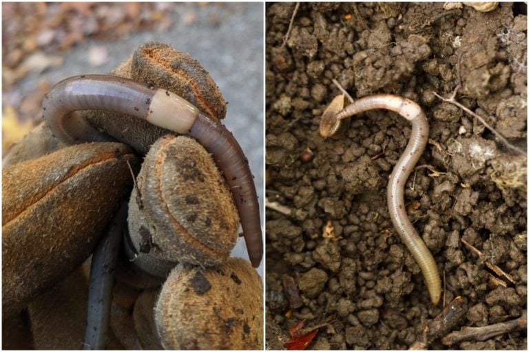 Umgang mit invasiven Springwürmern – Der Albtraum für Gärtner