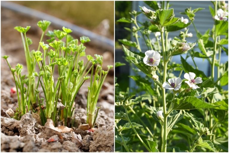 6 Gründe, Malve im Garten anzubauen