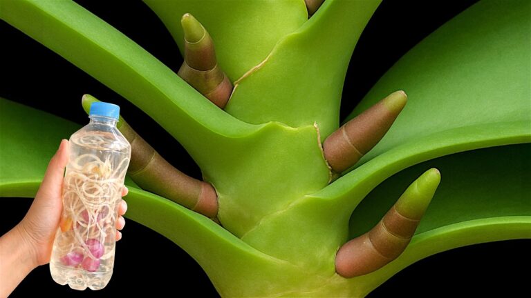 So bringst du 5 Orchideen zum Blühen – ganz einfach das ganze Jahr über!