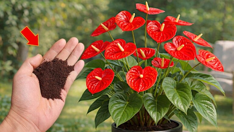 1 Teelöffel Blumen: So blühen tausende Blumen das ganze Jahr!