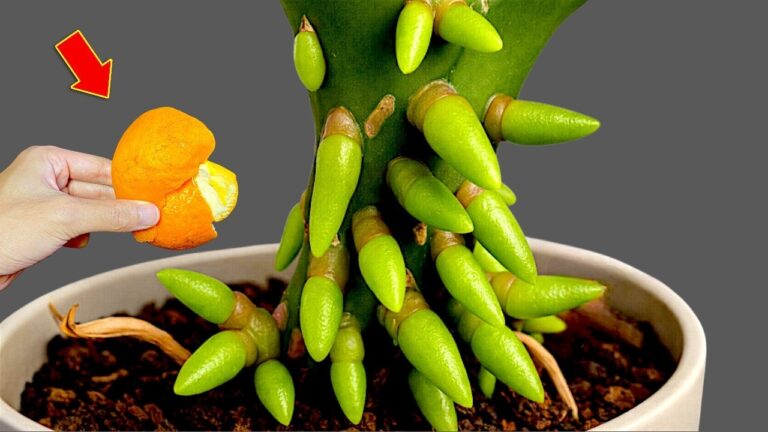 5 Tipps für die Pflege deiner Orchidee: So blüht sie prächtig auf!