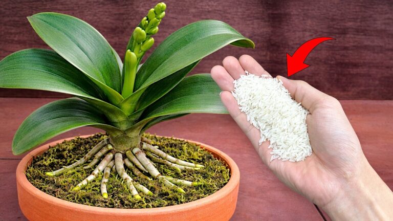 5 Tipps, wie Kartoffeln Phalaenopsis-Orchideen zu schnellem Wachstum verhelfen