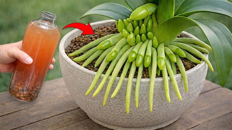 5 einfache Schritte, damit deine Orchidee wieder üppig blüht!