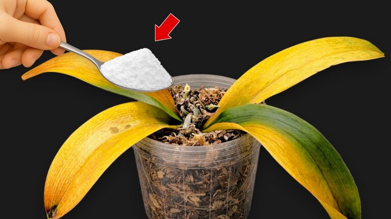 7 Geheimtipps für Orchideen: So blühen sie das ganze Jahr über!