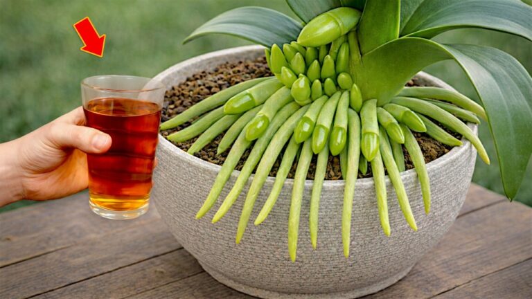 Blühende Orchideen: 5 Schritte für das ganze Jahr voller Blumen!