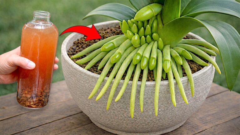 Füge diese 1 Zutat hinzu und lasse deine Orchidee 100 Blüten sprießen!