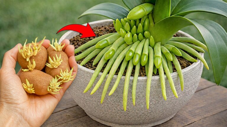 5 Geheimtipps für kräftige und blühende Orchideen: So gelingt der perfekte Pflegeplan!