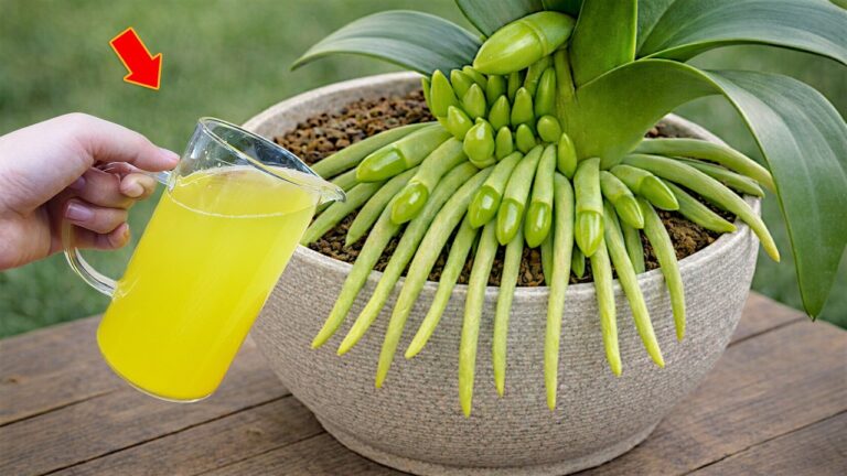 1 Obst für blühende Orchideen das ganze Jahr: So klappt’s!